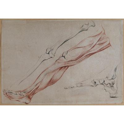 Ecole française fin 18e siècle, étude des muscles de la jambe, dessin