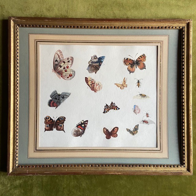 Ecole Française du XIXe siècle, étude de papillons et coléoptères, gouache et aquarelle, cadre -photo-5