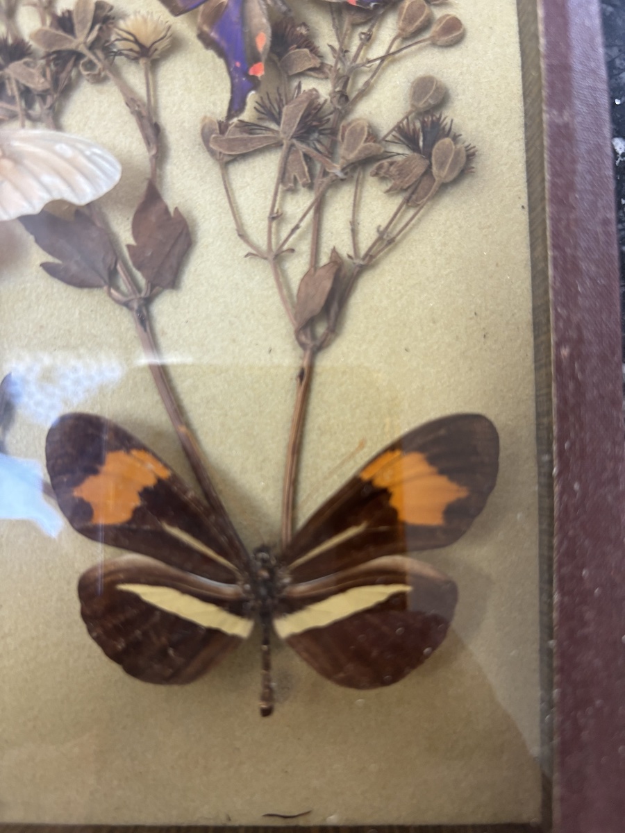 Composition entomologique  – Papillons naturalisés sur fleurs séchées sous verre-photo-2