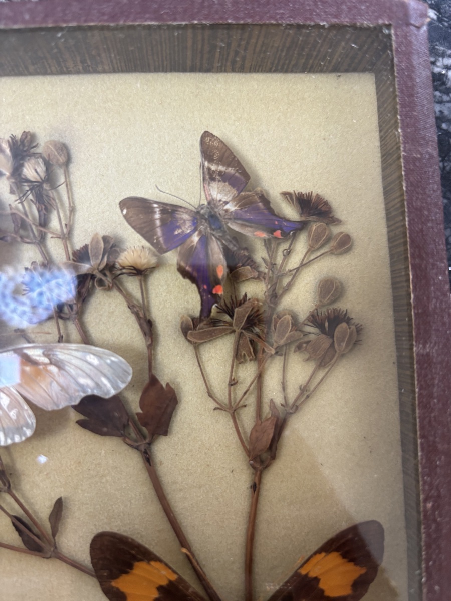 Composition entomologique  – Papillons naturalisés sur fleurs séchées sous verre-photo-3