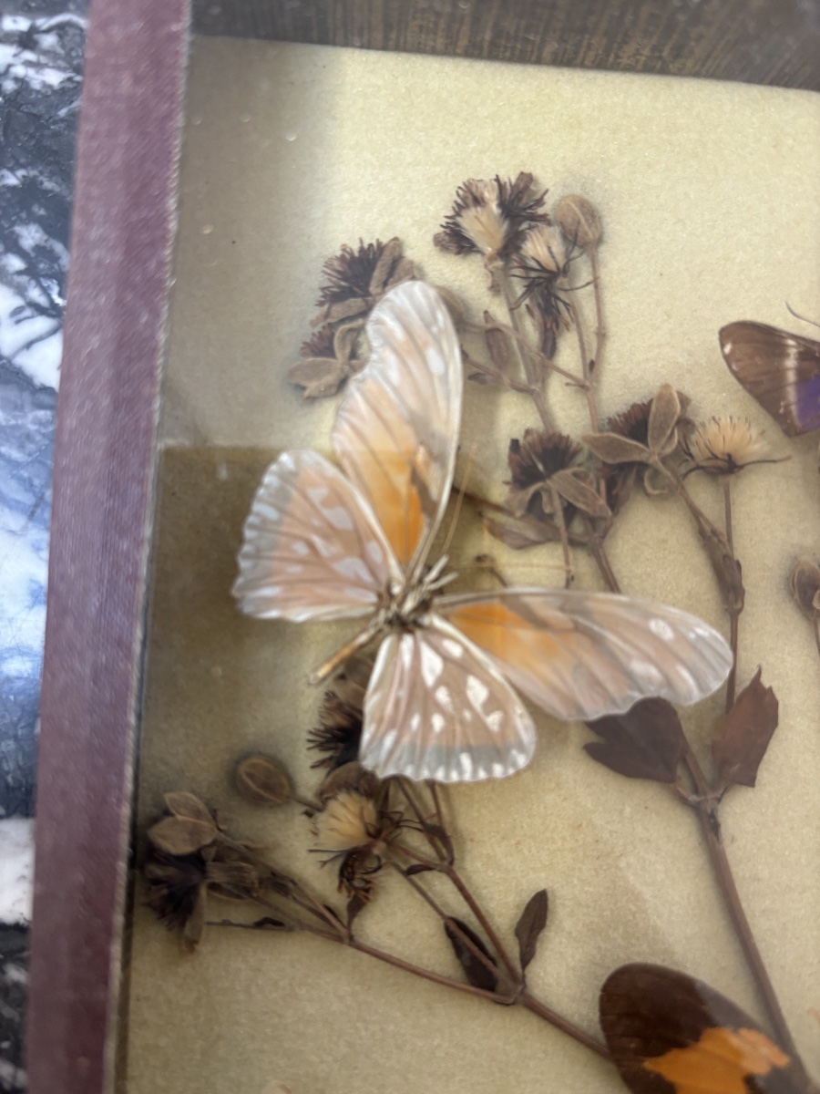 Composition entomologique  – Papillons naturalisés sur fleurs séchées sous verre-photo-4