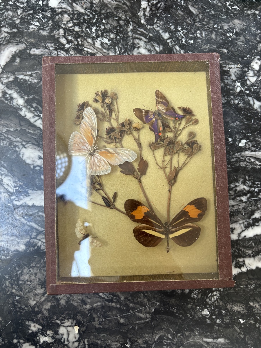 Composition entomologique  – Papillons naturalisés sur fleurs séchées sous verre