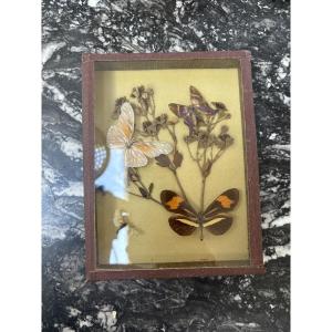 Composition entomologique  – Papillons naturalisés sur fleurs séchées sous verre