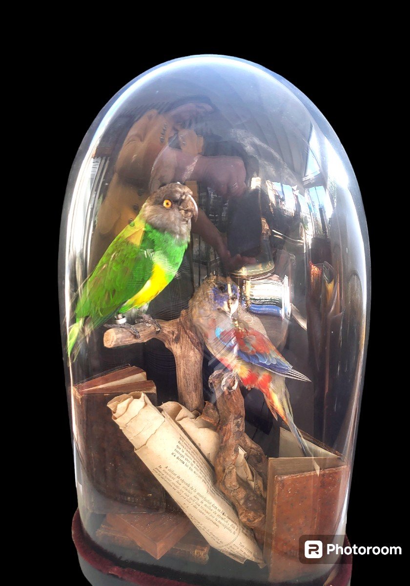Oiseaux mis en scène  sous globe Napoléon III Epoque XIXEME 