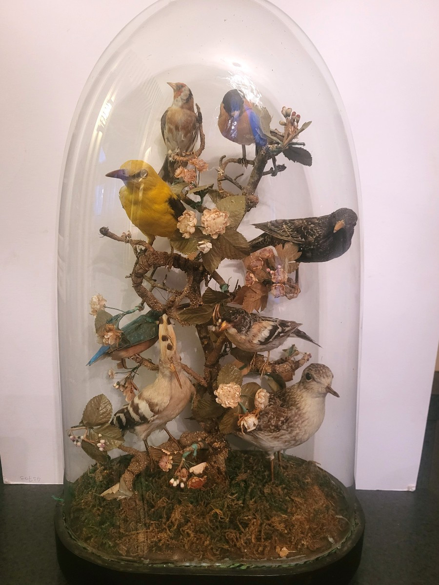 Composition de 8 oiseaux naturalisés sous globe 19eme-photo-5