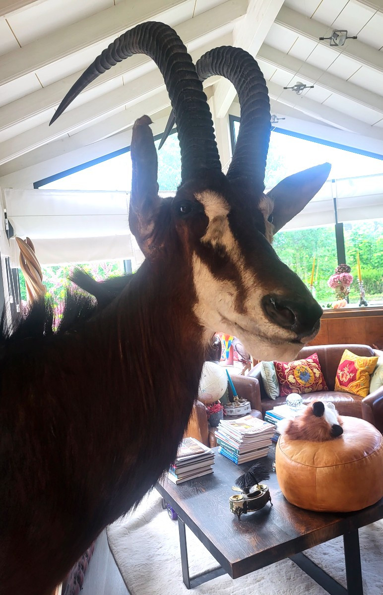 Antilope (Hippodragus  niger), trophée de chasse taxidermiste-photo-2