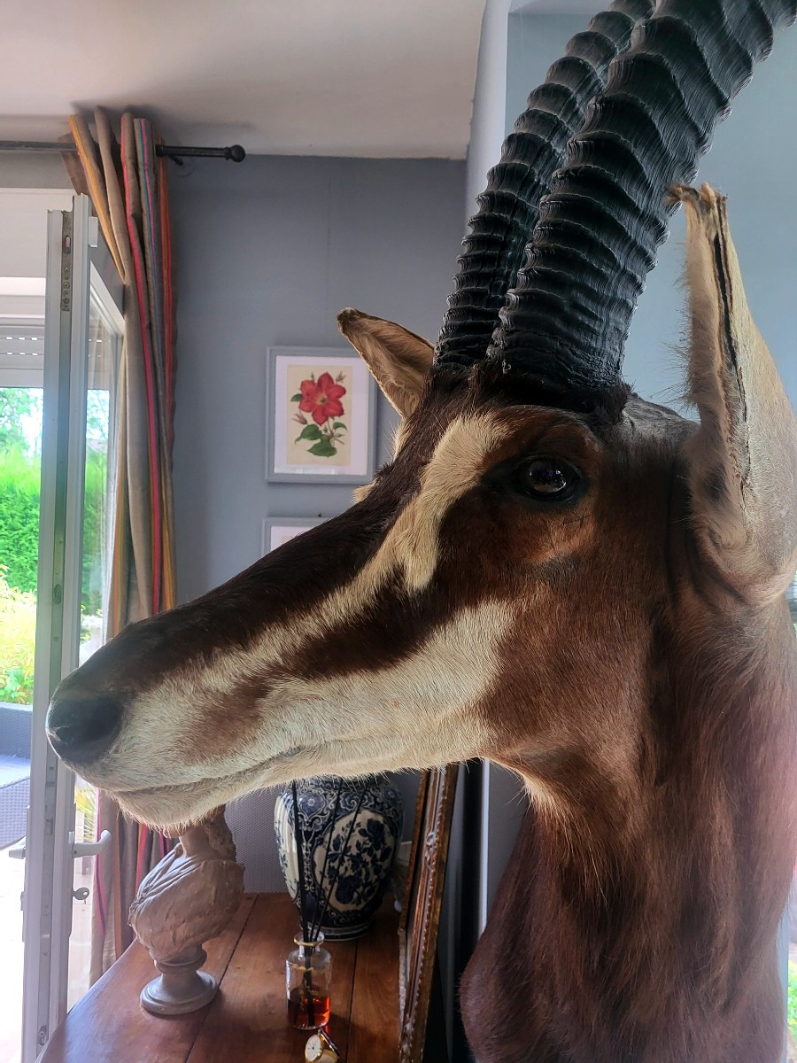Antilope (Hippodragus  niger), trophée de chasse taxidermiste-photo-3