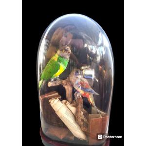 Oiseaux mis en scène  sous globe Napoléon III Epoque XIXEME 