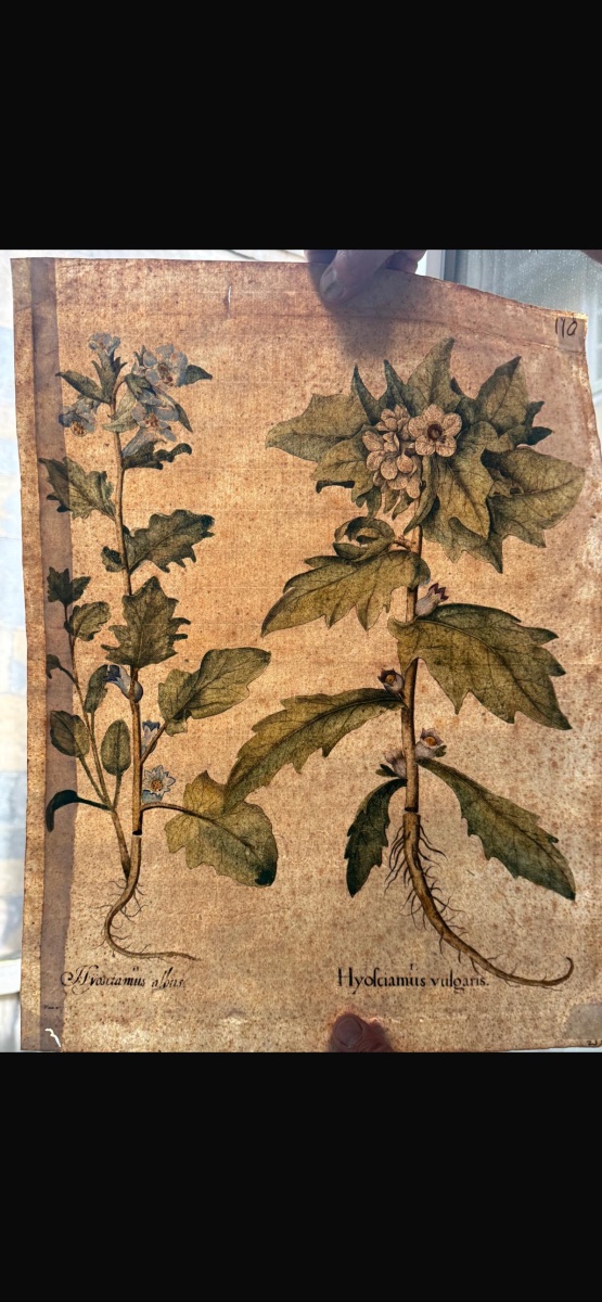 17th Century Print Basilius Besler Botanical Engraving Herbarium-photo-3