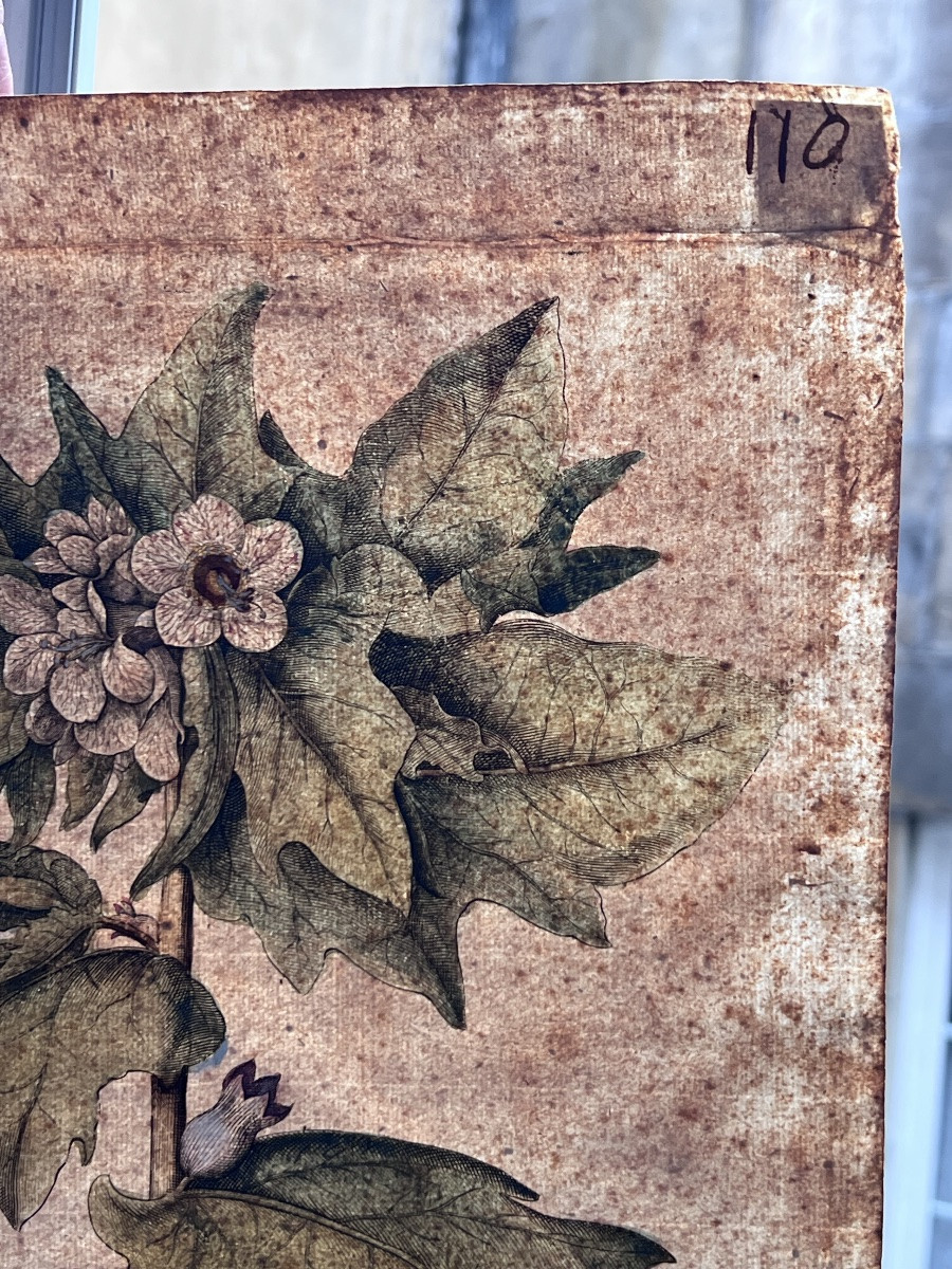 17th Century Print Basilius Besler Botanical Engraving Herbarium-photo-1