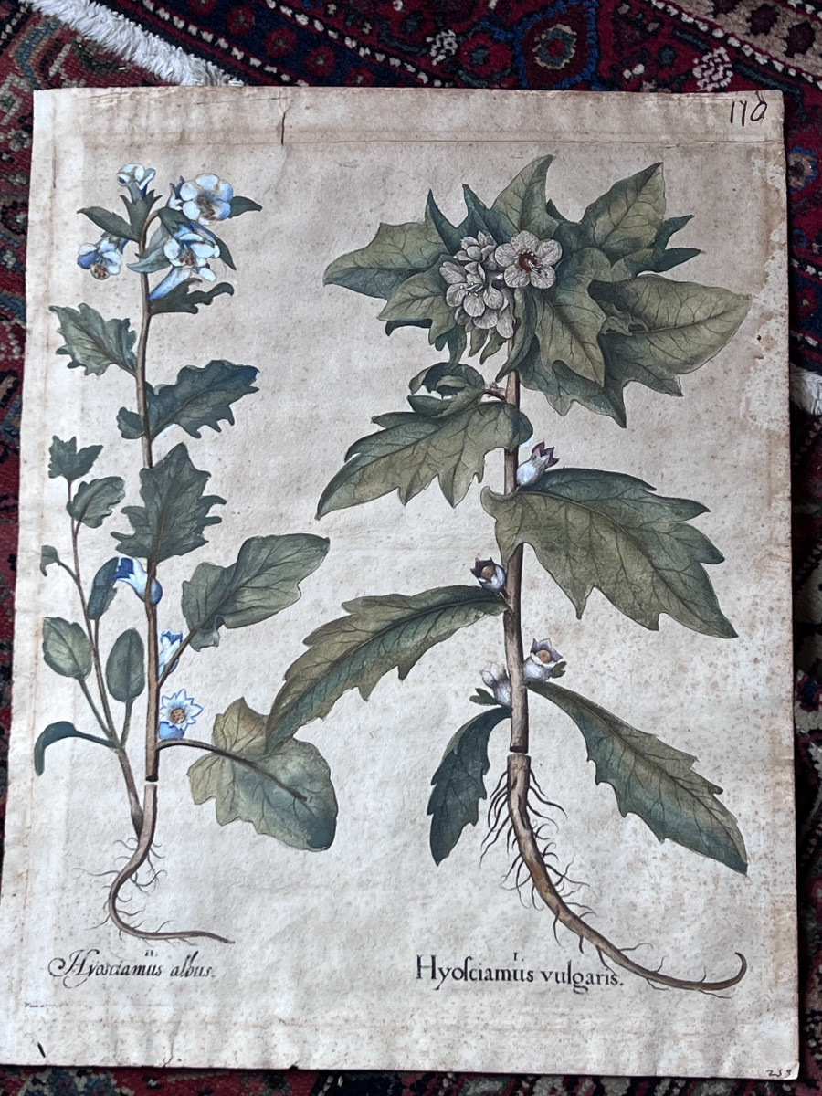 17th Century Print Basilius Besler Botanical Engraving Herbarium-photo-4