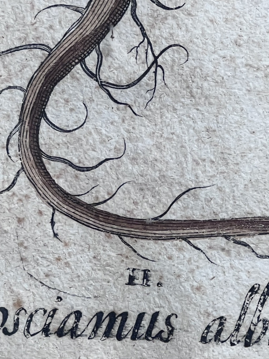17th Century Print Basilius Besler Botanical Engraving Herbarium-photo-5