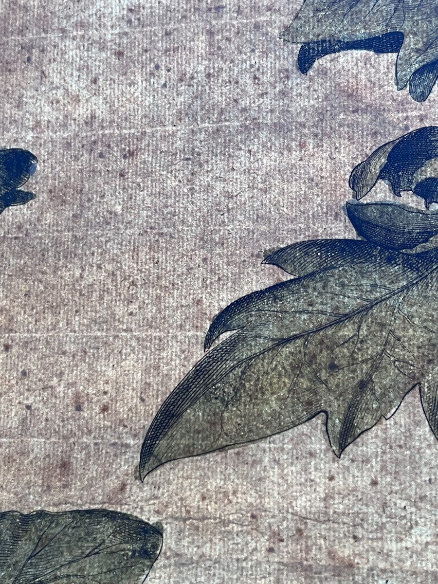 17th Century Print Basilius Besler Botanical Engraving Herbarium-photo-8