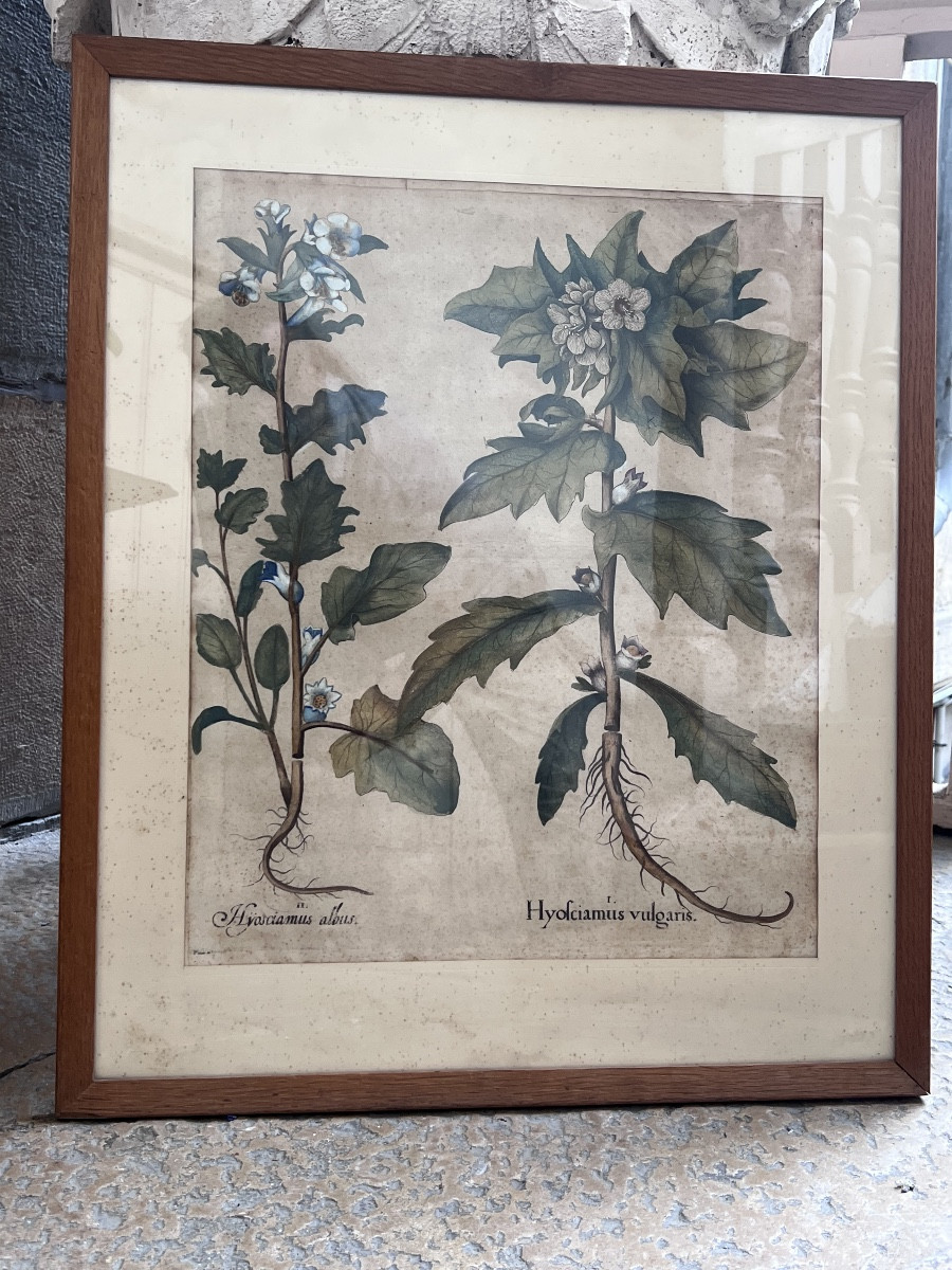 17th Century Print Basilius Besler Botanical Engraving Herbarium