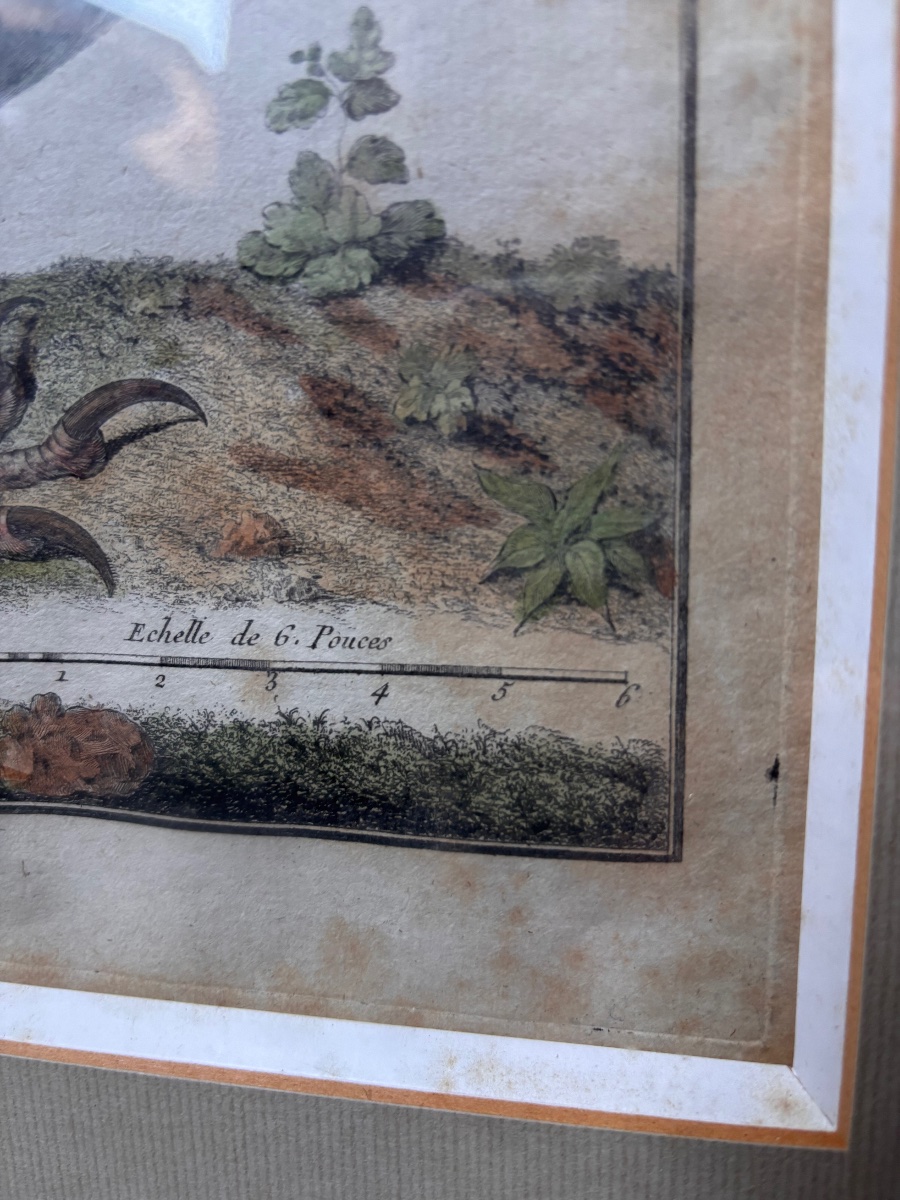 Gravure ornithologie François Nicolas martinet aigle de mer-photo-2