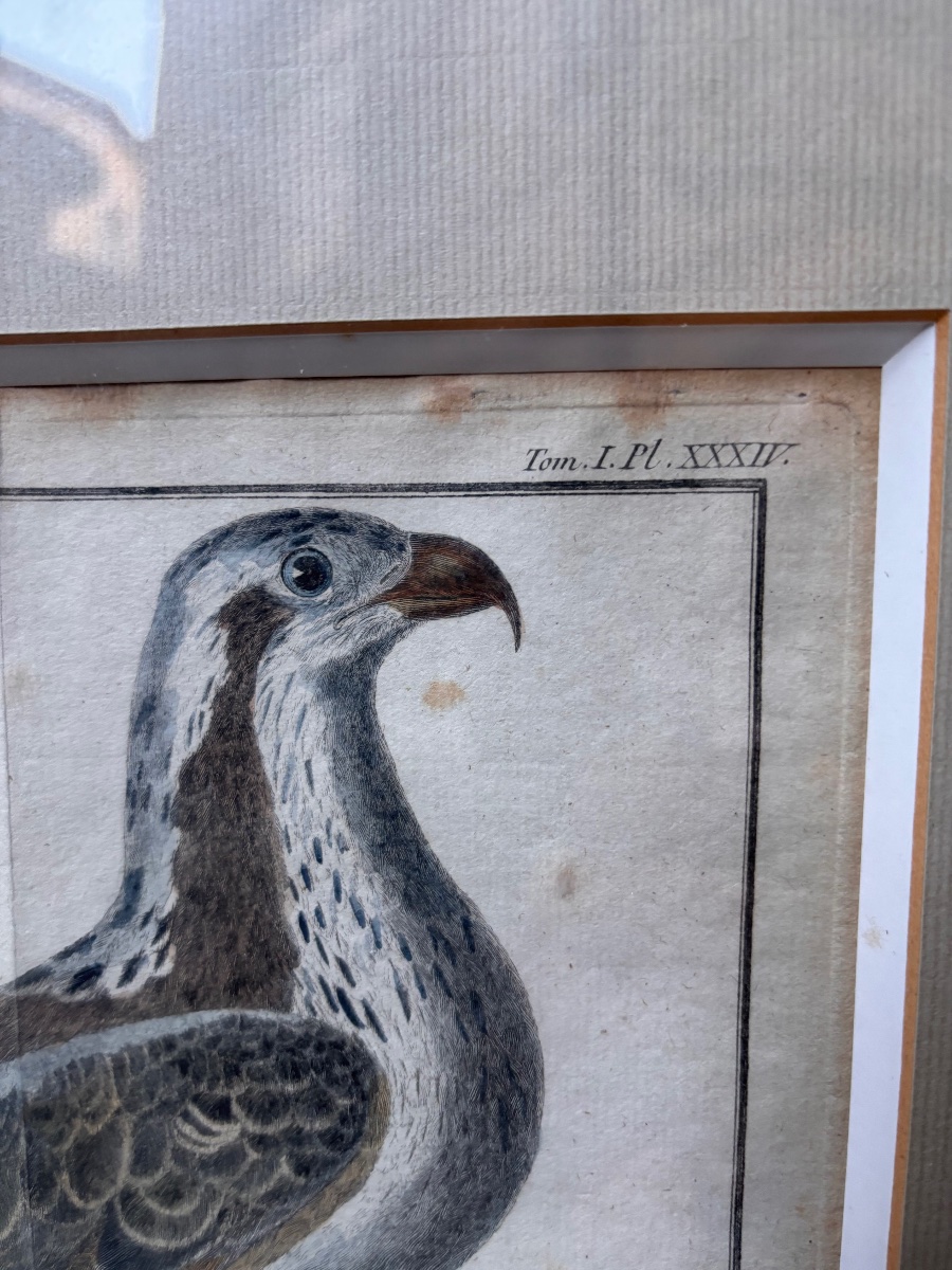 Gravure ornithologie François Nicolas martinet aigle de mer-photo-3