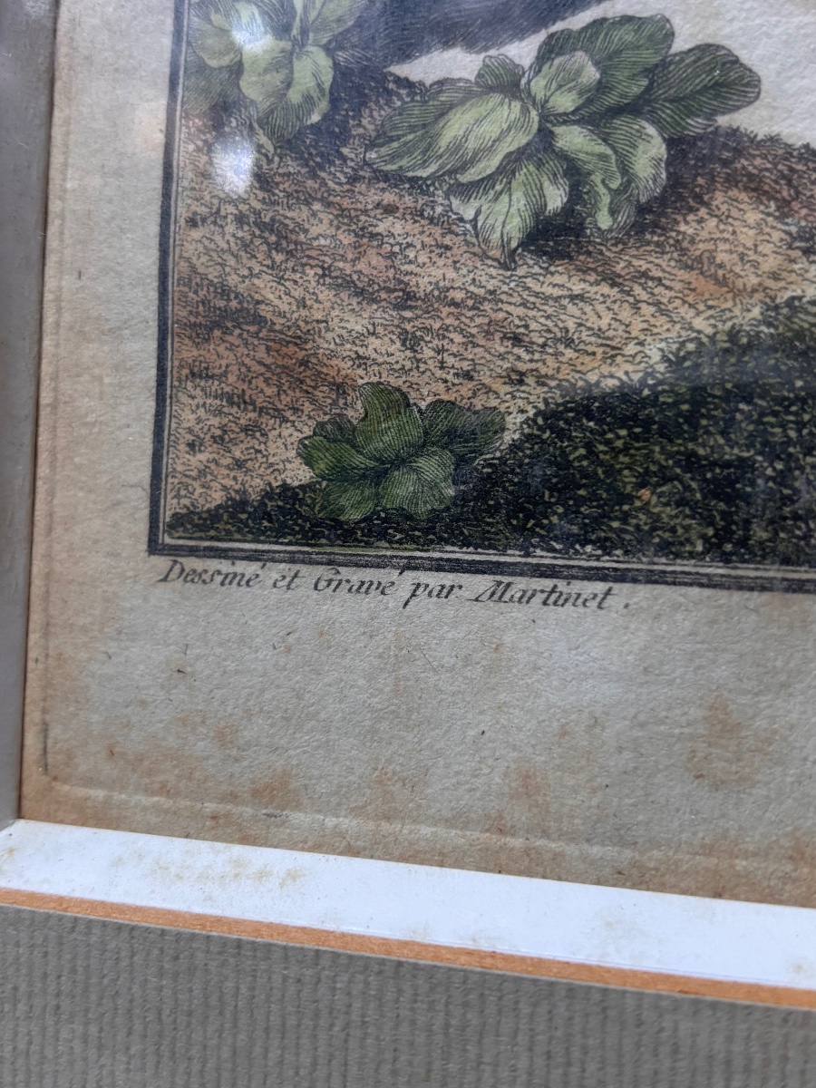 Gravure ornithologie François Nicolas martinet aigle de mer-photo-4