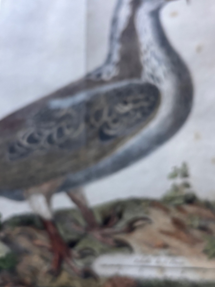 Gravure ornithologie François Nicolas martinet aigle de mer-photo-1