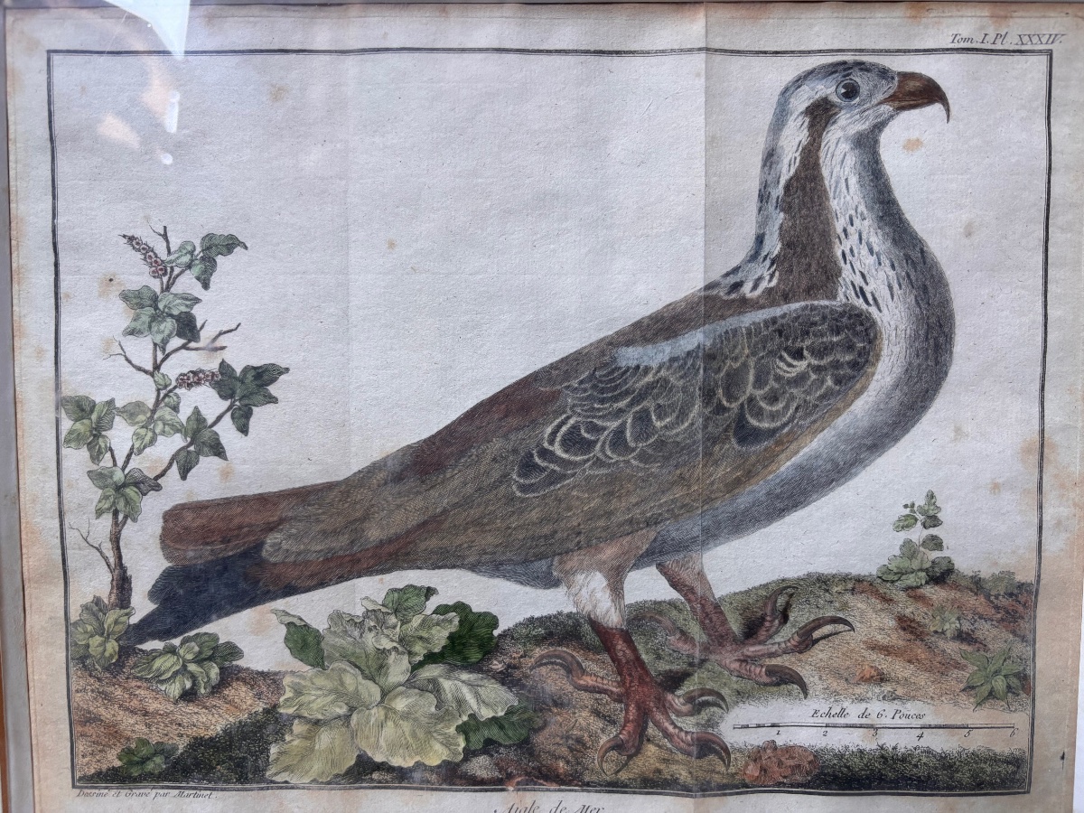 Gravure ornithologie François Nicolas martinet aigle de mer-photo-2