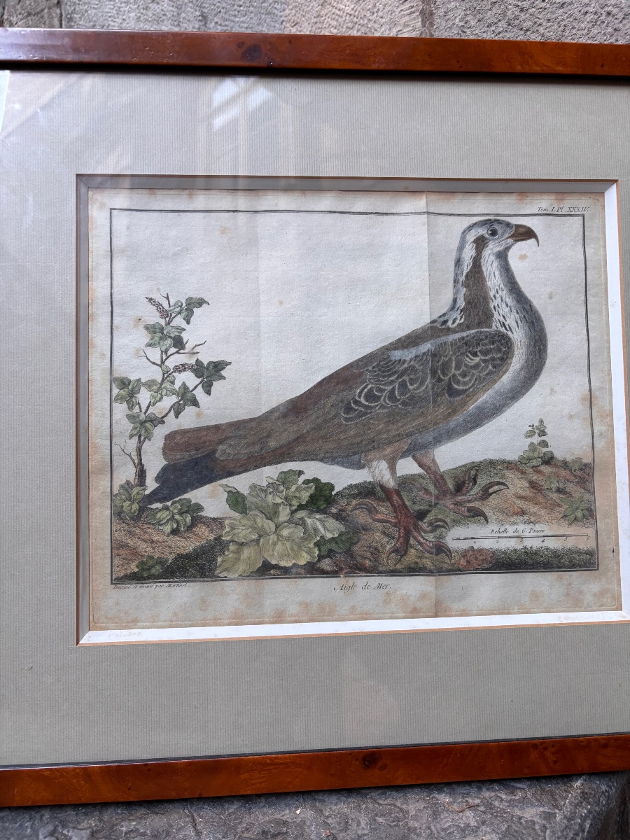 Gravure ornithologie François Nicolas martinet aigle de mer-photo-4