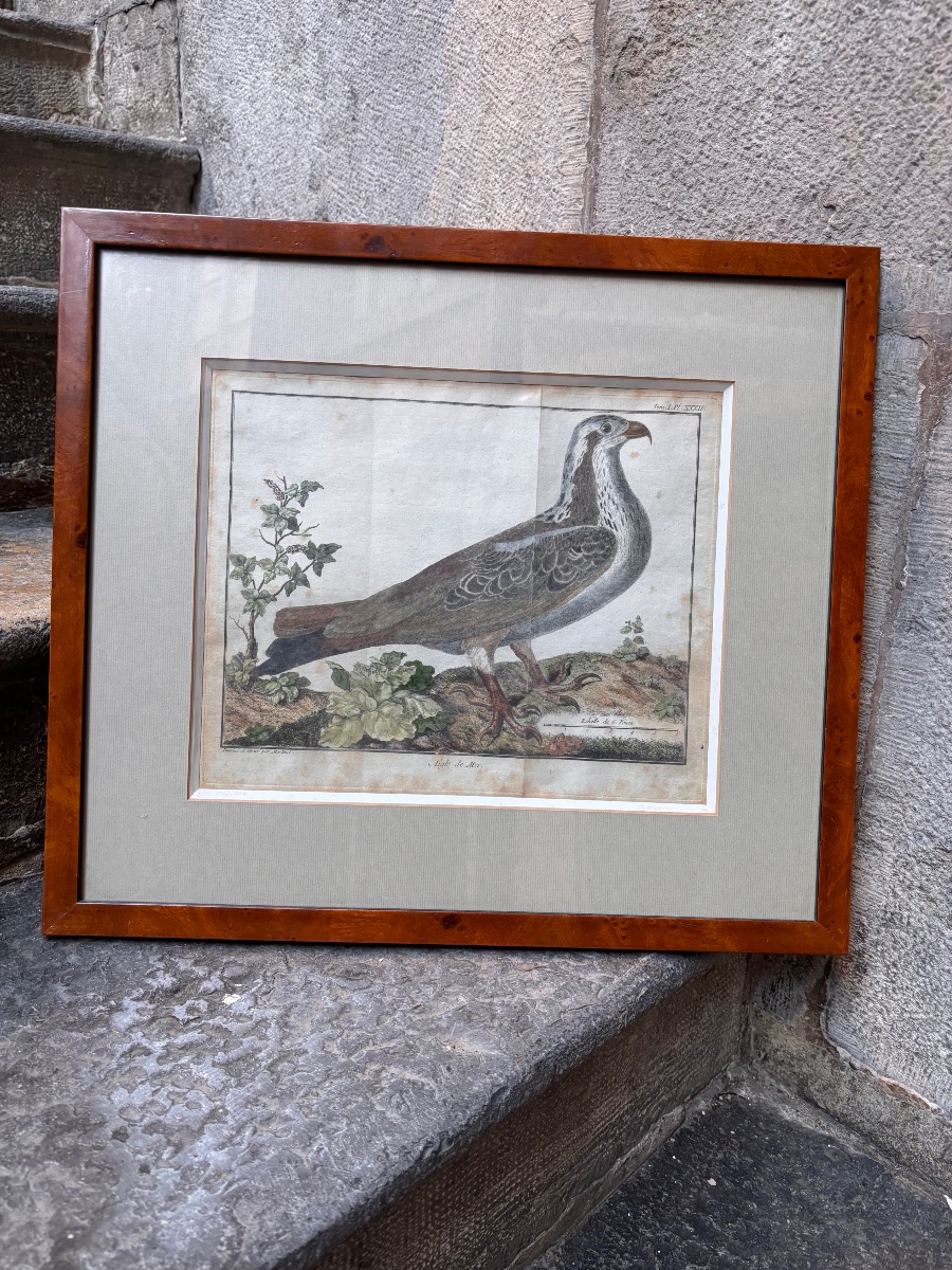 Gravure ornithologie François Nicolas martinet aigle de mer