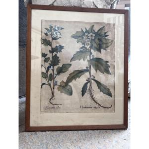 Estampe XVII ème basilius besler gravure botanique herbier