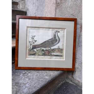 Gravure ornithologie François Nicolas martinet aigle de mer