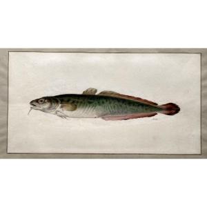 Watercolor By Antoine Germain Bevalet (1779-1850), Study Of Fish.