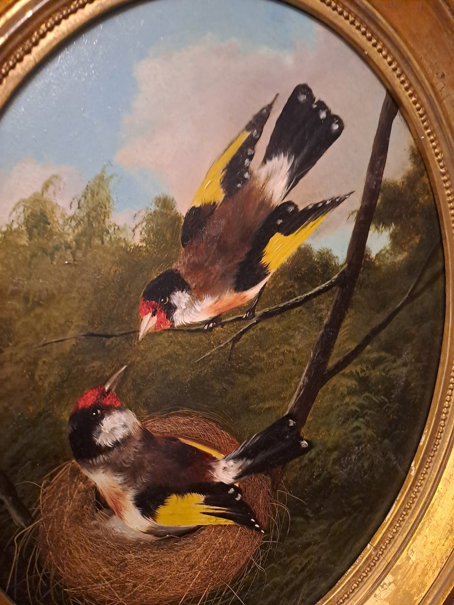 Couple Of Bullfinches In A Nest Signed By Michelangelo Meucci Oil On Wood Panel 19th Century-photo-2