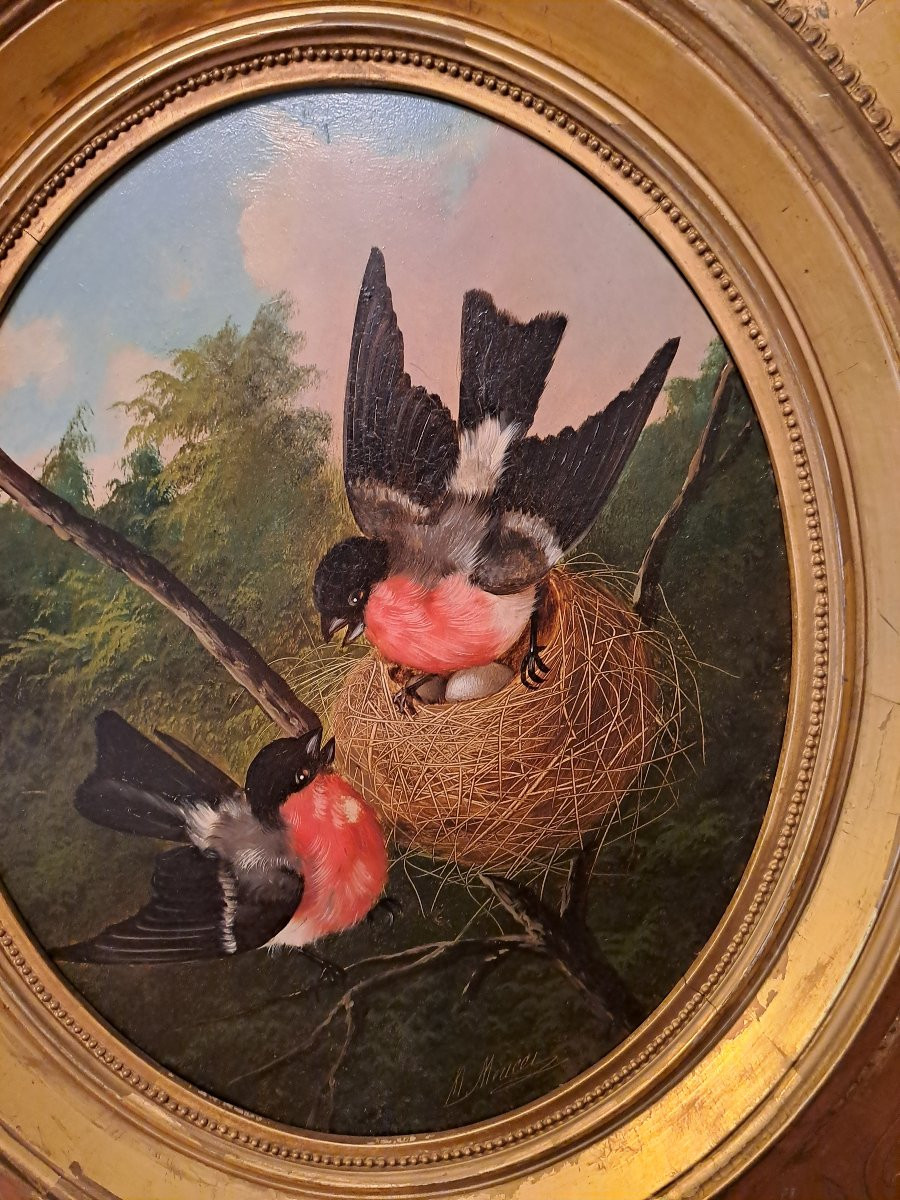 Couple Of Bullfinches In A Nest Signed By Michelangelo Meucci Oil On Wood Panel 19th Century-photo-4