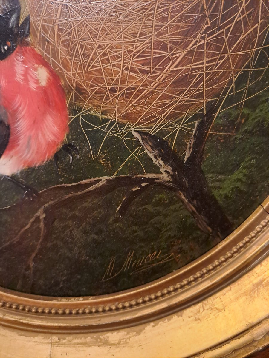 Couple Of Bullfinches In A Nest Signed By Michelangelo Meucci Oil On Wood Panel 19th Century-photo-3