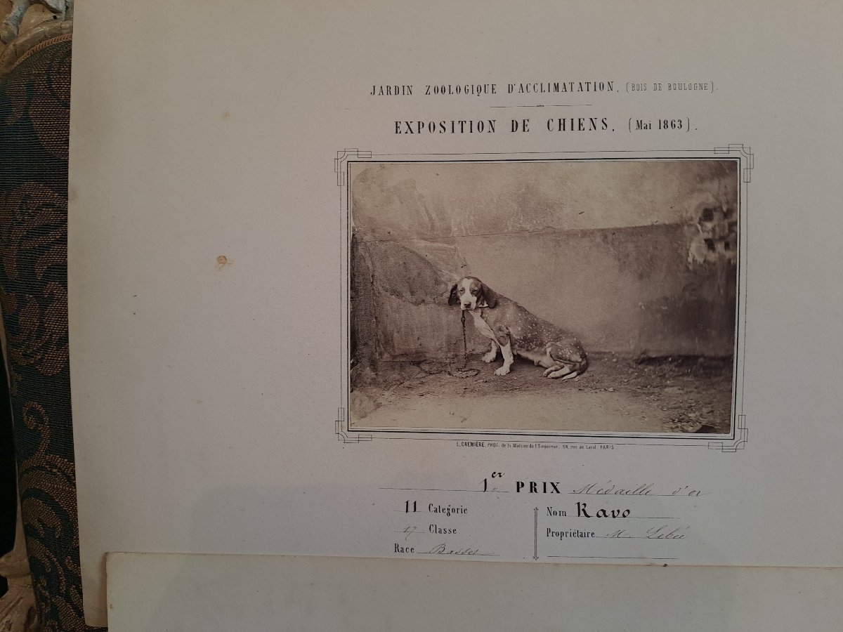 Rare Set Of 4 Albumen Prints From The 1863 Paris Dog Show By L. Crémière -photo-2