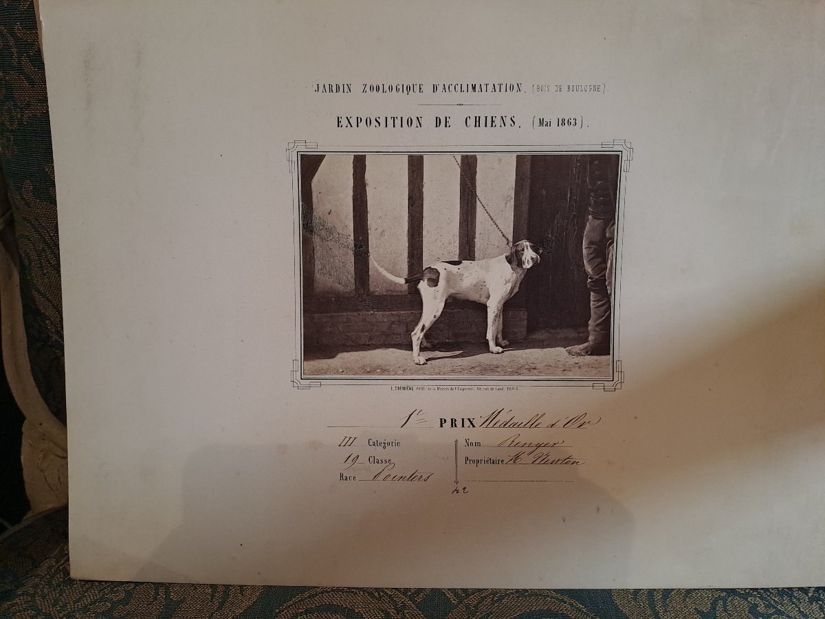 Rare Set Of 4 Albumen Prints From The 1863 Paris Dog Show By L. Crémière -photo-3
