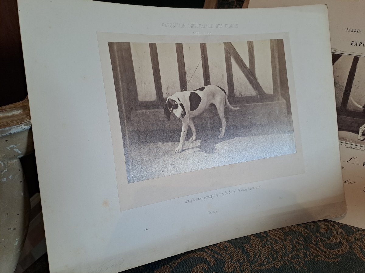 Rare Set Of 4 Albumen Prints From The 1863 Paris Dog Show By L. Crémière -photo-4