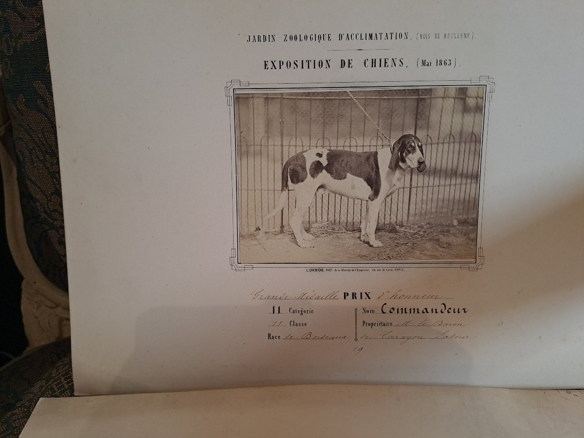 Rare Set Of 4 Albumen Prints From The 1863 Paris Dog Show By L. Crémière 