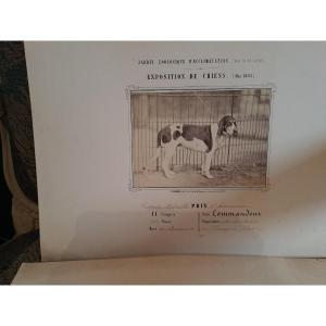 Rare Set Of 4 Albumen Prints From The 1863 Paris Dog Show By L. Crémière