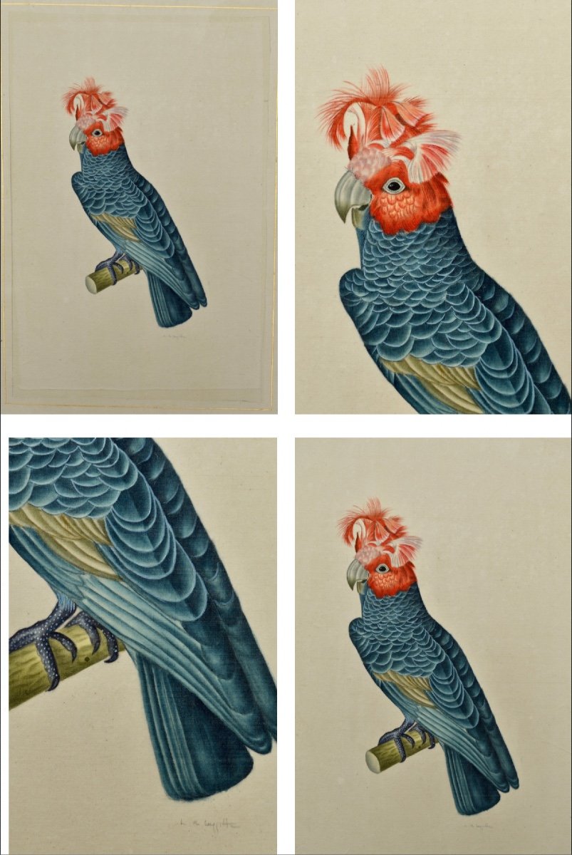 La Roche Laffitte (1943-) "the Parrots" Macaws Tropical Birds Paris Australia Usa Cockatoo -photo-2