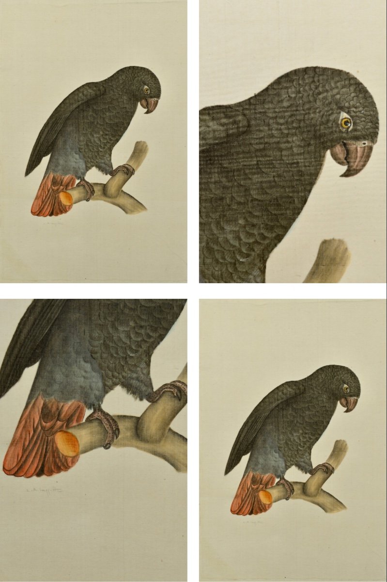 La Roche Laffitte (1943-) "the Parrots" Macaws Tropical Birds Paris Australia Usa Cockatoo -photo-1
