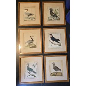 6 Old Engravings Of Birds – Buffon