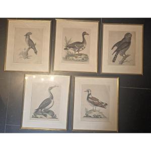 Set Of Five Ornithological Engravings After Buffon – 18th Century
