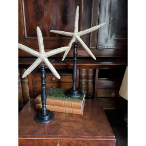 Pair Of Large Starfish On Wooden Base