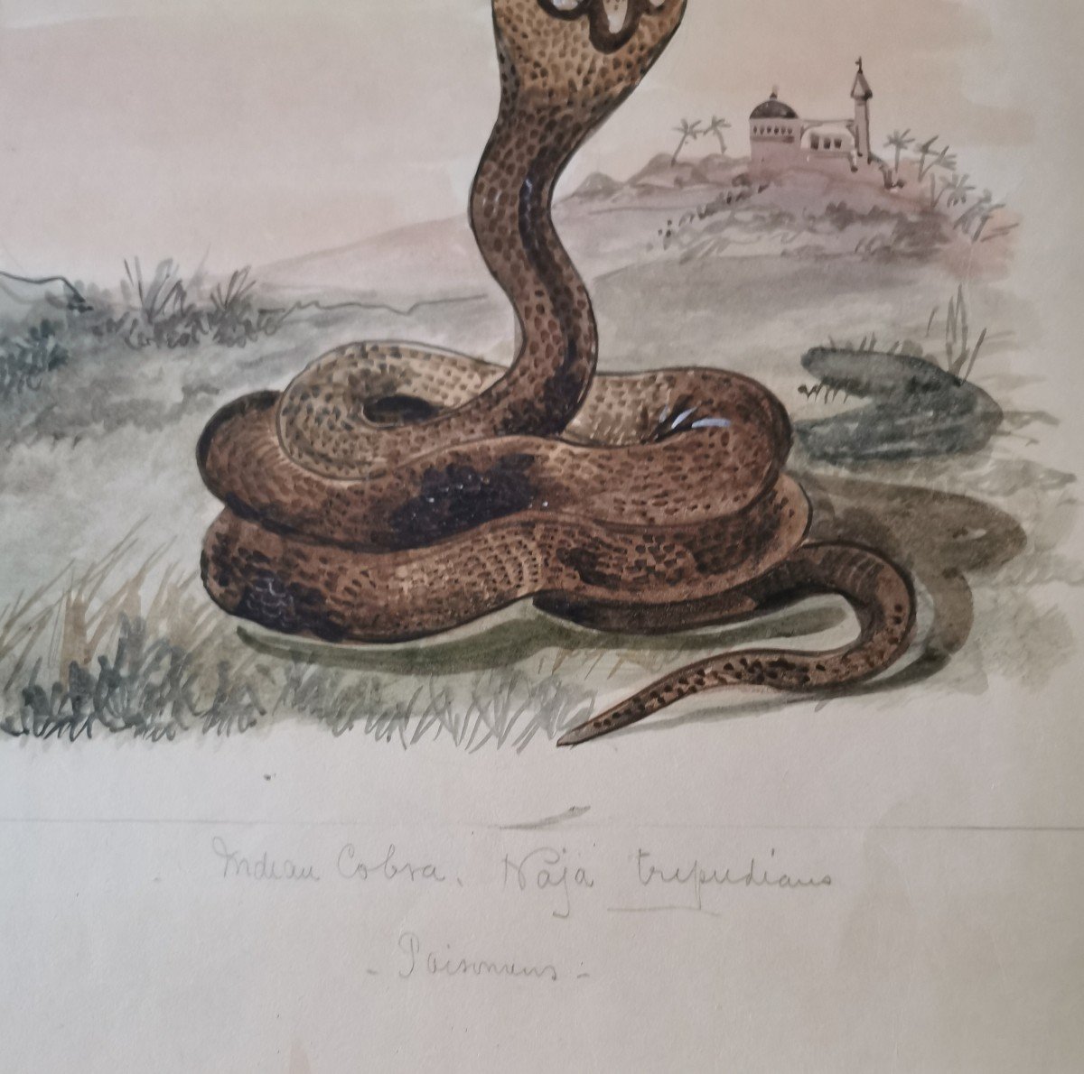 Aquarelle Animalière, Representant Des Serpents. -photo-2
