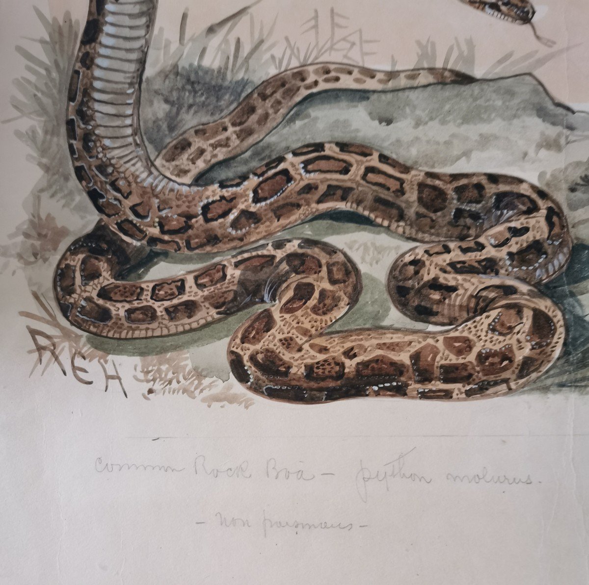 Aquarelle Animalière, Representant Des Serpents. -photo-3