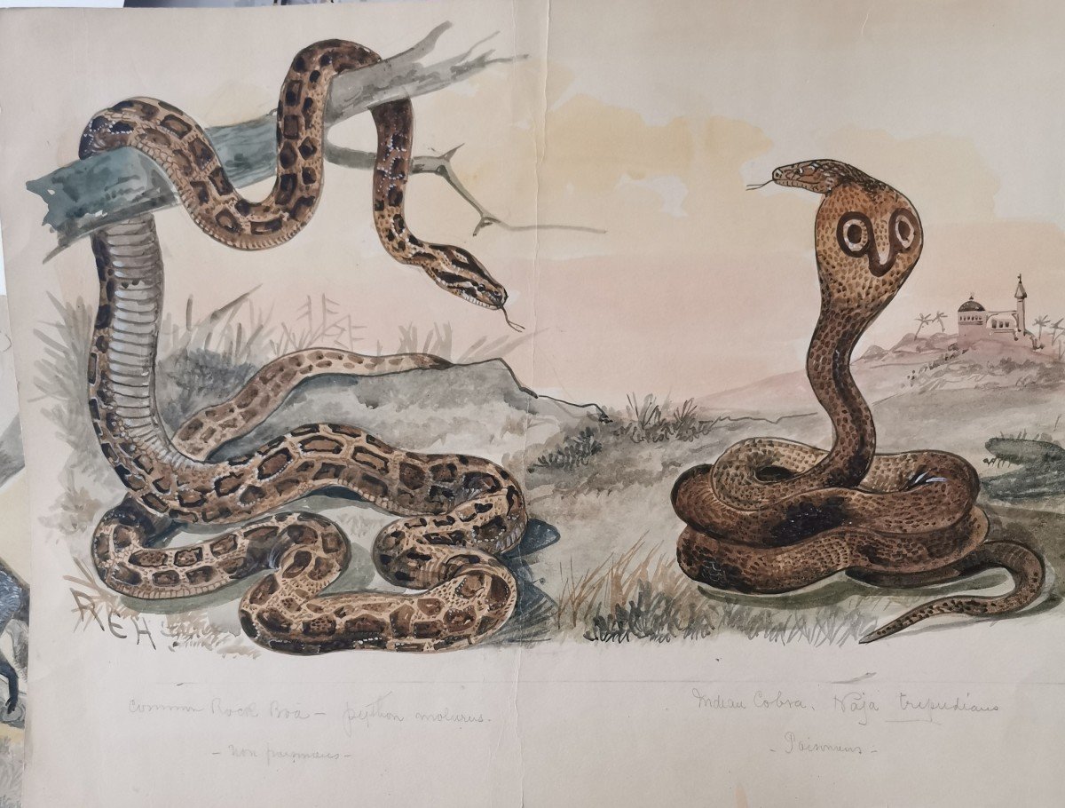 Aquarelle Animalière, Representant Des Serpents. 