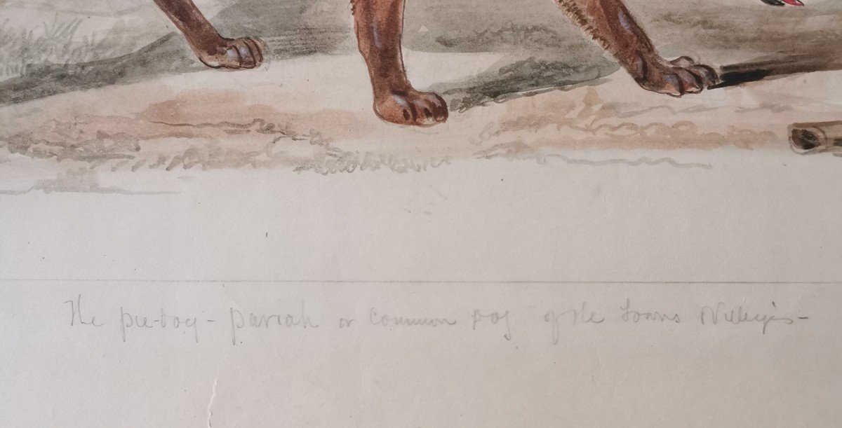 Aquarelle Animaliere Representant Des Chiens De Brousse-photo-2