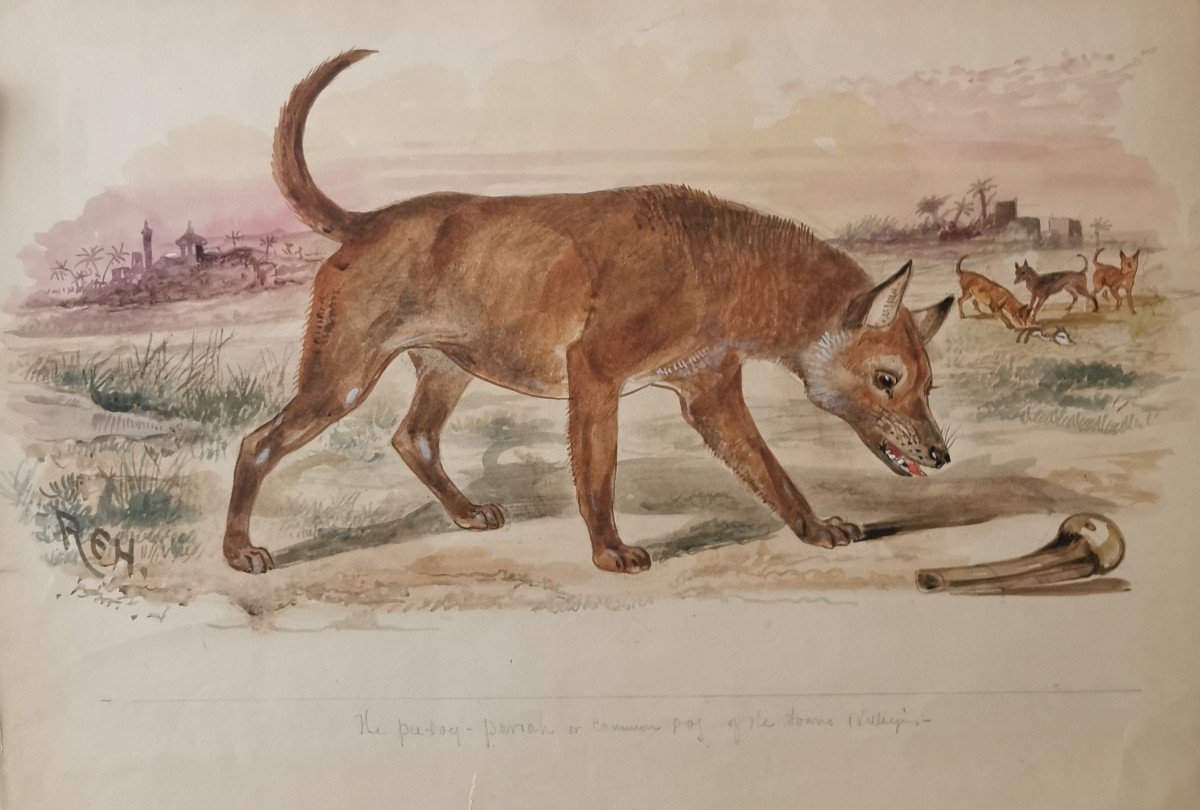 Aquarelle Animaliere Representant Des Chiens De Brousse