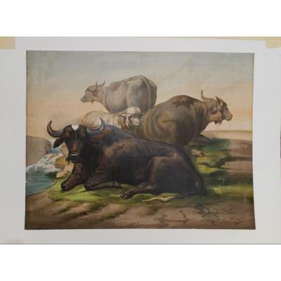 Gravure Du 19 ème Siecle Représentant Des Buffles