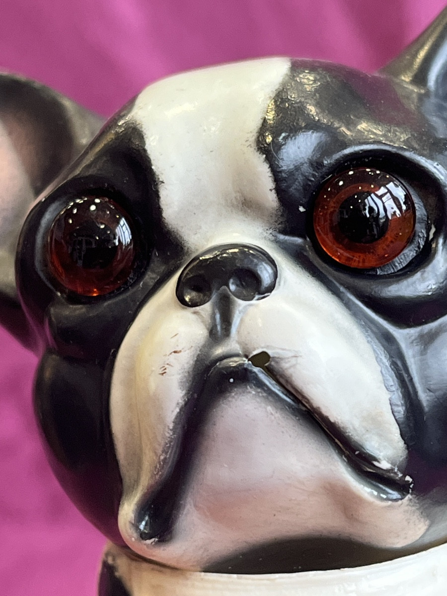 Rare Bouledogue Français En Celluloïd Fabriqué Par Juno-photo-1