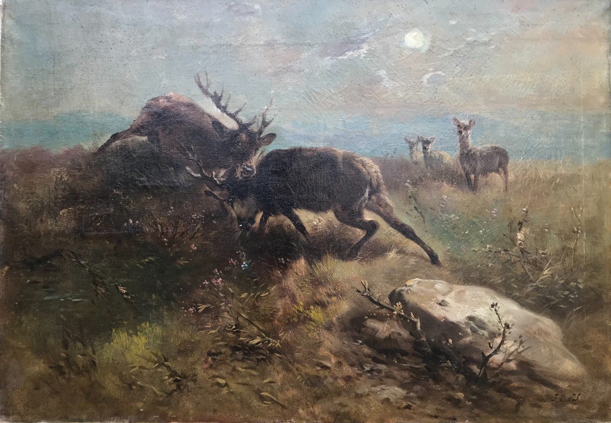 Deer Fight