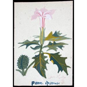 Jean Hugo (1894-1984). Pomme &eacute;pineuse Gouache Sur Papier, Sign&eacute; Et Titr&eacute;.